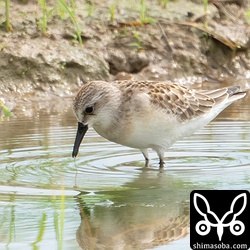 トウネン幼羽後期。