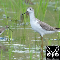 コアオアシシギ冬羽。