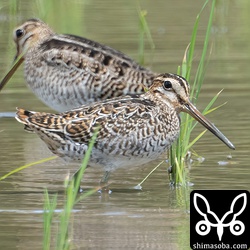 ハリオシギ幼鳥。