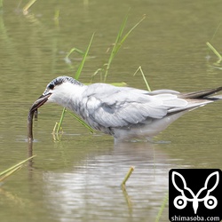 タウナギを食おうと格闘するクロハラアジサシ。