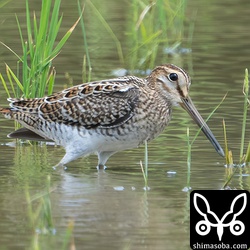 ハリオシギ幼鳥。もうこの時期になると幼鳥しか残っていませんね。
