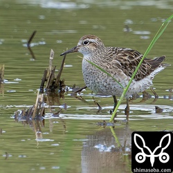 ウズラシギ夏羽後期。