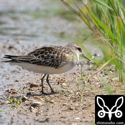 トウネン幼羽後期。