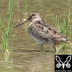 ハリオシギ冬羽へ移行中。