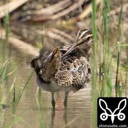 チュウジシギ幼鳥。