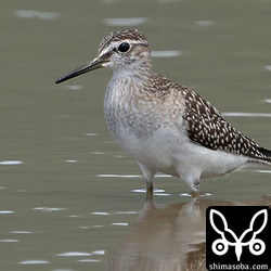 タカブシギ幼鳥。