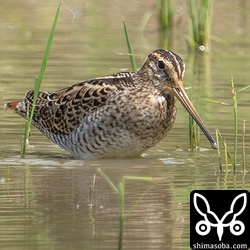 こちらもチュウジシギ幼鳥。