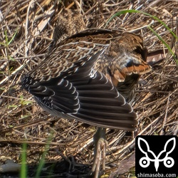 上と同個体。ハリオシギの針のような尾羽は細くて短いので伸びをした時に初列風切の隙間から見えますね。
