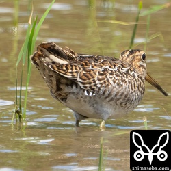 別個体のハリオシギ。こちらも幼鳥です。