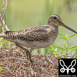 これもまた別個体のハリオシギ幼鳥。
