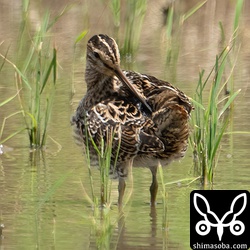 まさかのハリオシギ。とても紛らわしい個体でした。^^;