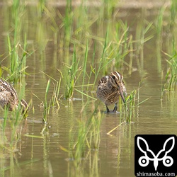 両方ハリオシギ幼鳥。
