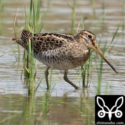 チュウジシギ幼鳥。