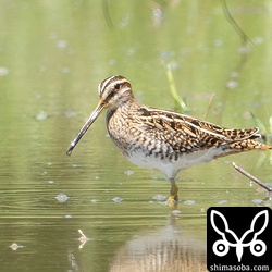 タシギ幼鳥。きょうの出会いは2個体だけでした。