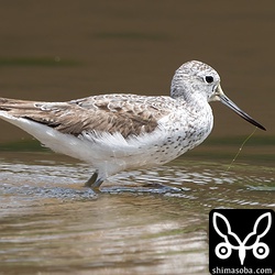 アオアシシギ第1回夏羽から第2回冬羽へ。