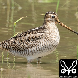 十数羽の群れの中で一番大きかった個体。チュウジシギだと思うけどでかすぎて違和感が…。^^;