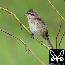 シマアカモズ幼鳥。