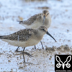 今季初確認のサルハマシギ幼鳥。