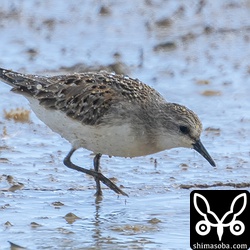 トウネン幼鳥。