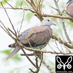 ベニバトの幼鳥オス。幼羽から第1回冬羽へ換羽中。