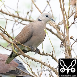 ベニバトの成鳥メス。