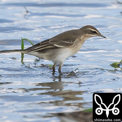 マミジロツメナガセキレイ幼鳥。(キマユ)ツメナガセキレイの飛来はまだごくわずかです。