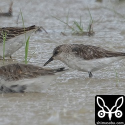 ヨーロッパトウネンにしては手前のハマシギと比べて大きすぎるような…。一時は、日本で数例しか記録のないコシジロウズラシギの線が濃厚になっていましたが、幻に終わりました。