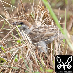バフ変のスズメ幼鳥。