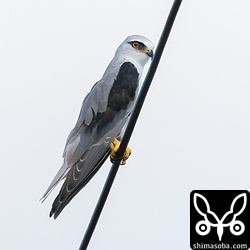 電線に止まるカタグロトビ。幼羽が初列風切や初列雨覆に残っており、虹彩も赤みが弱い若い個体です。