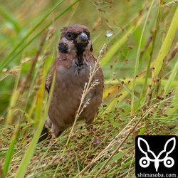 赤褐色が強いスズメ幼鳥。 `3カ月前のド派手な赤褐色のスズメ <https://shimasoba.com/blog/1881/>`_ も同じ群れにいたので、その子孫かもしれませんね。なんらかの自然淘汰、選択が働いてリュウキュウキジバトのように赤褐色の個体群が形成されたら面白いですね。その時はイシガキシジュウカラにならって、イシガキスズメと呼ぶことを提唱しておきます。^^