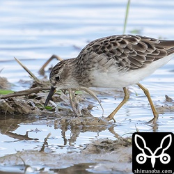 ヒバリシギ成鳥冬羽。