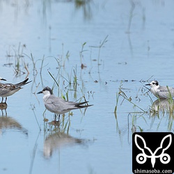 クロハラアジサシ(中)とハジロクロハラアジサシ。クロハラアジサシの群れの中に紛れていてもあの飛び方で簡単に識別できます。並べると体型も違いますね。