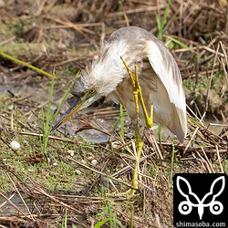 警戒心は弱い個体でした。
