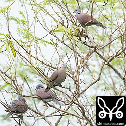 ギンネムに止まるベニバト。下から2羽目もベニバトの幼鳥オスで第1回冬羽へ換羽中です。上の写真の個体よりも換羽が進んでいますね。