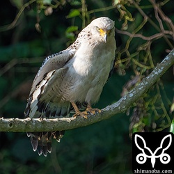 今季、島内で4羽目の確認となったカンムリワシの幼鳥。警戒心の薄い個体でした。