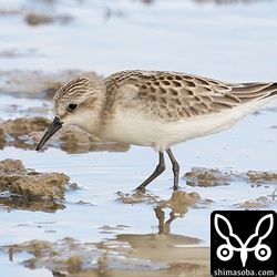 トウネン幼羽。