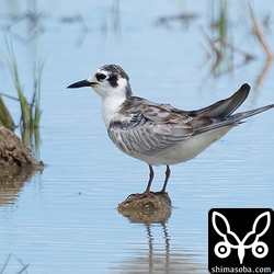 ハジロクロハラアジサシ幼鳥。