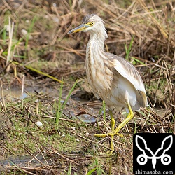 ジャワアカガシラサギ第1回冬羽。