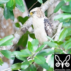 上とは別個体。今季、6個体目のカンムリワシ幼鳥。