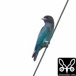 今季は非常に出現の多いブッポウソウ。こちらは幼鳥ですが、成鳥幼鳥合わせて10羽近くが確認されています。ブッポウソウは野生生物保護の少ない成功事例と言われているのでそれもひとつの要因かもしれませんね。