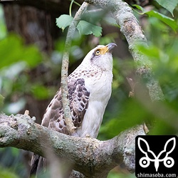 9月になって増えてきたカンムリワシ幼鳥。