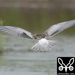 上と同個体。ハジロクロハラアジサシの特徴が見てとれます。