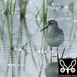 夕方に見つけたキリアイ幼鳥。