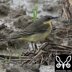 シベリアツメナガセキレイがマミジロツメナガセキレイの群れに1羽だけまじっていました。