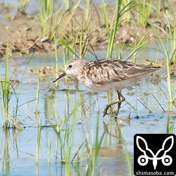 ヒバリシギ夏羽後期。