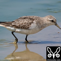 トウネン冬羽へ換羽中。