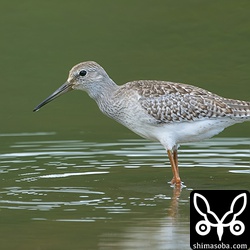 アカアシシギ幼鳥。 `アカアシシギの幼鳥は7月27日に初認 <https://shimasoba.com/blog/1915/>`_ していますが、まだまだ幼鳥が飛来します。