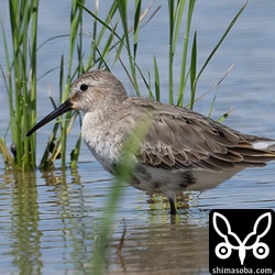 ハマシギ成鳥。夏羽から冬羽へ。