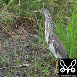 上と同個体。見つけた時は土砂降りで視界が悪く、ジャワかと思いましたがアカガシラサギでした。