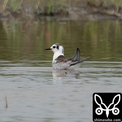 ハジロクロハラアジサシ幼鳥。